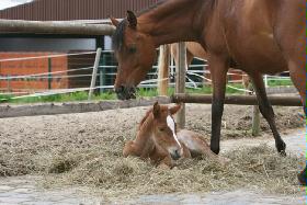 Mama, ess nicht mein Bett !!!