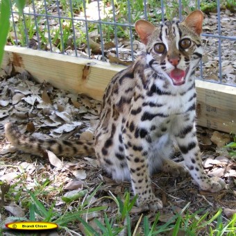 ALC - Asian Leopard Cat (früher wurde sie Bengalkatze genannt)